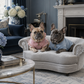 Two dogs in colorful sweaters sitting on a small couch in a stylish living room.