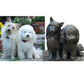 Custom Dog & Cat Sculptures