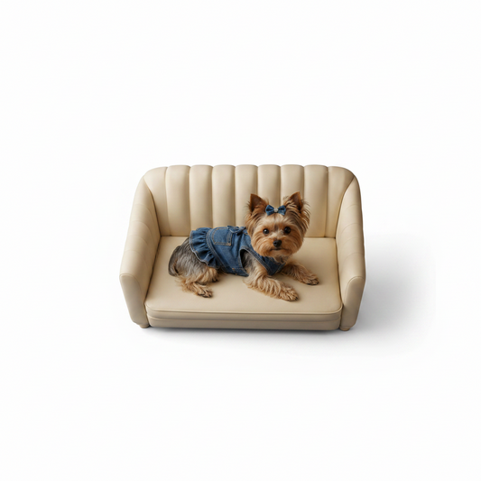 Small dog wearing a denim outfit sitting on a beige couch against a blue background