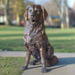 Custom Dog & Cat Sculptures